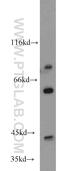 Phosphorylase b kinase gamma catalytic chain, skeletal muscle isoform antibody, 16743-1-AP, Proteintech Group, Western Blot image 