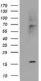 Cystatin SA antibody, MA5-25857, Invitrogen Antibodies, Western Blot image 
