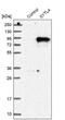 Synaptotagmin Like 4 antibody, PA5-51605, Invitrogen Antibodies, Western Blot image 