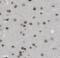 Purkinje Cell Protein 4 Like 1 antibody, FNab06223, FineTest, Immunohistochemistry frozen image 