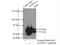Angiopoietin Like 2 antibody, 12316-1-AP, Proteintech Group, Immunoprecipitation image 