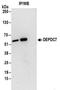 DEP Domain Containing 7 antibody, NBP2-32141, Novus Biologicals, Immunoprecipitation image 