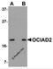 OCIA Domain Containing 2 antibody, 5465, ProSci, Western Blot image 