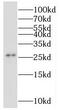 Mitochondrial Ribosomal Protein S34 antibody, FNab05361, FineTest, Western Blot image 