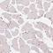 Lysine Demethylase 5B antibody, HPA027179, Atlas Antibodies, Immunohistochemistry frozen image 