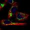 Mitochondrial Ribosomal Protein L12 antibody, PA5-54621, Invitrogen Antibodies, Immunofluorescence image 