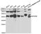 NFKB Inhibitor Beta antibody, TA332909, Origene, Western Blot image 