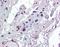 Humanin antibody, orb95360, Biorbyt, Immunohistochemistry paraffin image 