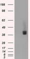 Basigin (Ok Blood Group) antibody, TA501163, Origene, Western Blot image 