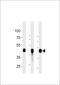 Growth Hormone Secretagogue Receptor antibody, orb323279, Biorbyt, Western Blot image 