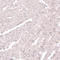 SKI Family Transcriptional Corepressor 2 antibody, HPA046206, Atlas Antibodies, Immunohistochemistry frozen image 