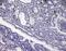Obestatin antibody, CL8818AP, Cedarlane Labs, Immunohistochemistry paraffin image 