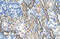 LOC728227 antibody, 30-128, ProSci, Immunohistochemistry frozen image 