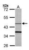 F-Box Protein 15 antibody, PA5-28530, Invitrogen Antibodies, Western Blot image 