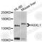 Putative Polycomb group protein ASXL1 antibody, A9890, ABclonal Technology, Western Blot image 