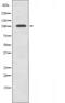 Cell death regulator Aven antibody, orb225925, Biorbyt, Western Blot image 