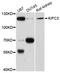 Kinesin-like protein KIFC3 antibody, A8617, ABclonal Technology, Western Blot image 