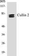 Cullin 2 antibody, EKC1149, Boster Biological Technology, Western Blot image 