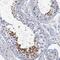 Oleoyl-ACP Hydrolase antibody, NBP1-83780, Novus Biologicals, Immunohistochemistry paraffin image 