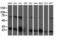 Phosphoglycerate Mutase 2 antibody, M10014-1, Boster Biological Technology, Western Blot image 