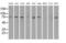 SCY1 Like Pseudokinase 3 antibody, MA5-24934, Invitrogen Antibodies, Western Blot image 