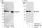 DEAD-Box Helicase 47 antibody, A302-976A, Bethyl Labs, Immunoprecipitation image 