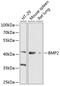 Bone Morphogenetic Protein 2 antibody, GTX66008, GeneTex, Western Blot image 