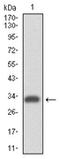 CD49D antibody, AM06742PU-N, Origene, Western Blot image 