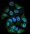 Basic Helix-Loop-Helix Family Member E40 antibody, orb247480, Biorbyt, Immunofluorescence image 