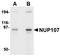 p65 antibody, orb106211, Biorbyt, Western Blot image 