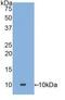 Defensin Alpha 3 antibody, MBS2026070, MyBioSource, Western Blot image 