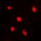 Krueppel-like factor 9 antibody, orb341251, Biorbyt, Immunofluorescence image 