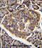 Chromosome 15 Open Reading Frame 40 antibody, abx026957, Abbexa, Immunohistochemistry frozen image 