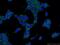 Sperm acrosome membrane-associated protein 3 antibody, 21137-1-AP, Proteintech Group, Immunofluorescence image 