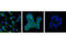 MER Proto-Oncogene, Tyrosine Kinase antibody, 4319S, Cell Signaling Technology, Immunofluorescence image 