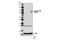 MPL Proto-Oncogene, Thrombopoietin Receptor antibody, 12712S, Cell Signaling Technology, Western Blot image 