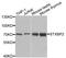 Syntaxin-binding protein 2 antibody, LS-C747608, Lifespan Biosciences, Western Blot image 