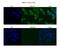 Bromodomain Containing 4 antibody, PA5-41550, Invitrogen Antibodies, Immunofluorescence image 