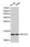 Apolipoprotein C2 antibody, abx001470, Abbexa, Western Blot image 