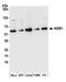 WD Repeat Domain 1 antibody, A305-471A, Bethyl Labs, Western Blot image 