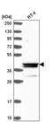 Probable methyltransferase-like protein 15 antibody, PA5-65249, Invitrogen Antibodies, Western Blot image 