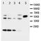 C-C Motif Chemokine Ligand 4 antibody, orb27591, Biorbyt, Western Blot image 