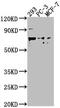 Probable G-protein coupled receptor 37 antibody, CSB-PA009810NA01HU, Cusabio, Western Blot image 