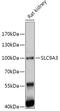Solute Carrier Family 9 Member A3 antibody, 16-975, ProSci, Western Blot image 
