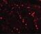 Testis And Ovary Specific PAZ Domain Containing 1 antibody, PA5-38060, Invitrogen Antibodies, Immunofluorescence image 