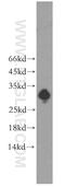 Interleukin-17F antibody, 13081-1-AP, Proteintech Group, Western Blot image 