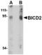 BICD Cargo Adaptor 2 antibody, LS-C83884, Lifespan Biosciences, Western Blot image 