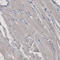 HMG-CoA reductase antibody, AMAb90619, Atlas Antibodies, Immunohistochemistry frozen image 