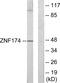 Zinc Finger Protein 174 antibody, PA5-38689, Invitrogen Antibodies, Western Blot image 