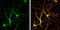 Cyclin-dependent kinase 5 activator 1 antibody, GTX133713, GeneTex, Immunofluorescence image 